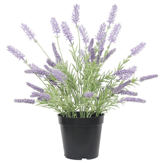 Lavender Plant 40cm - image1