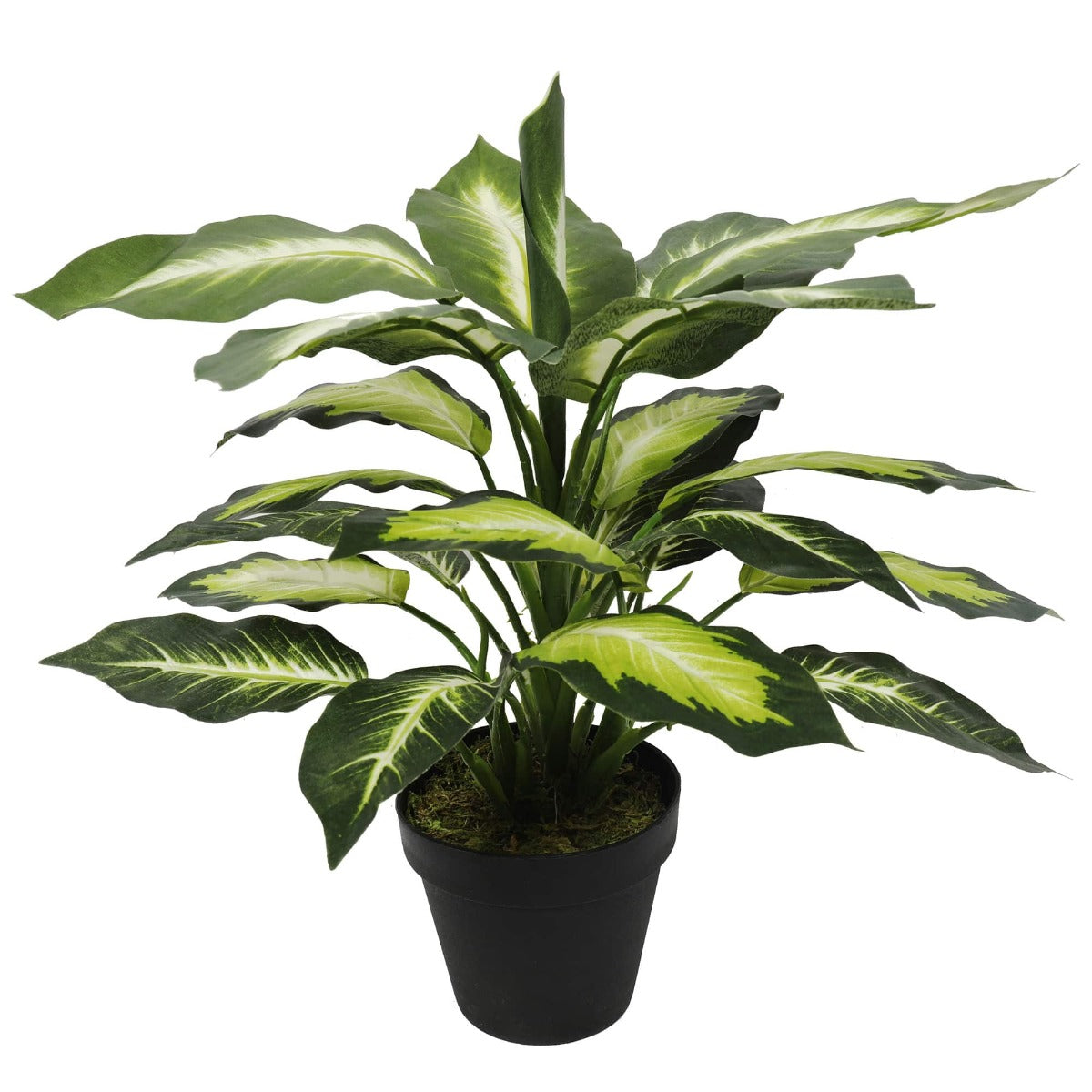 Leopard Lily (Dieffenbachia) with Pot 40cm - image1