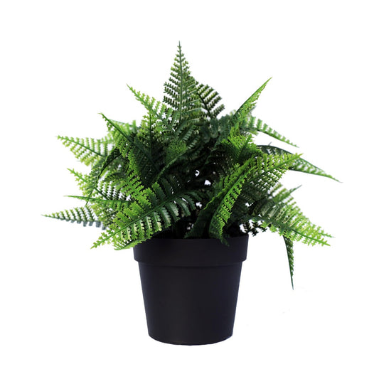 Small Potted Persa Boston Fern Plant UV Resistant 20cm - image1