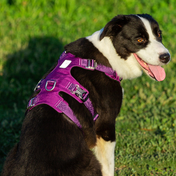 Whinhyepet Harness Purple XS - image4