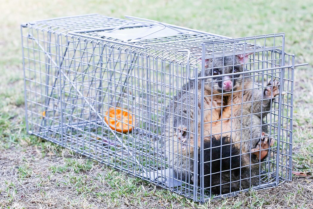 Trap Humane Possum Cage Live Animal Safe Catch Rabbit Cat Hare Fox Bird - image8