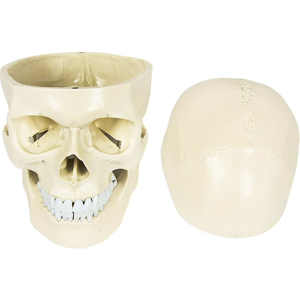 Life Size Anatomical Deluxe Human Skull Model Medical Skeleton Anatomy Replica - image3