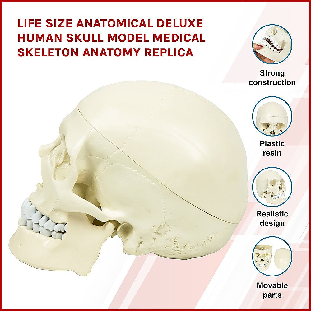 Life Size Anatomical Deluxe Human Skull Model Medical Skeleton Anatomy Replica - image5