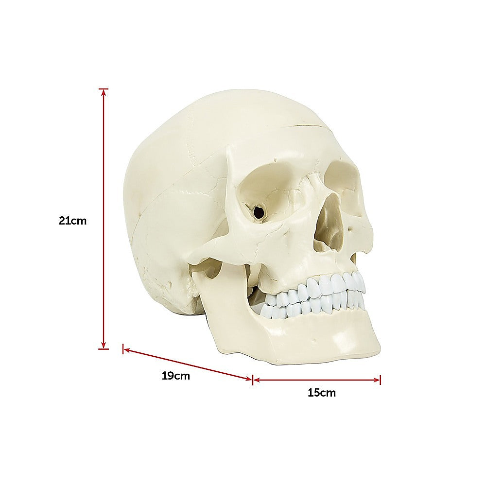 Life Size Anatomical Deluxe Human Skull Model Medical Skeleton Anatomy Replica - image10