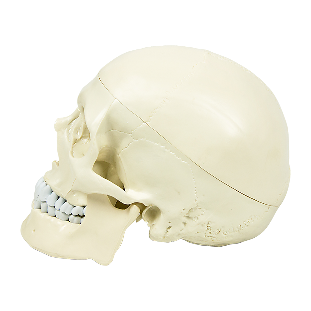 Life Size Anatomical Deluxe Human Skull Model Medical Skeleton Anatomy Replica - image9