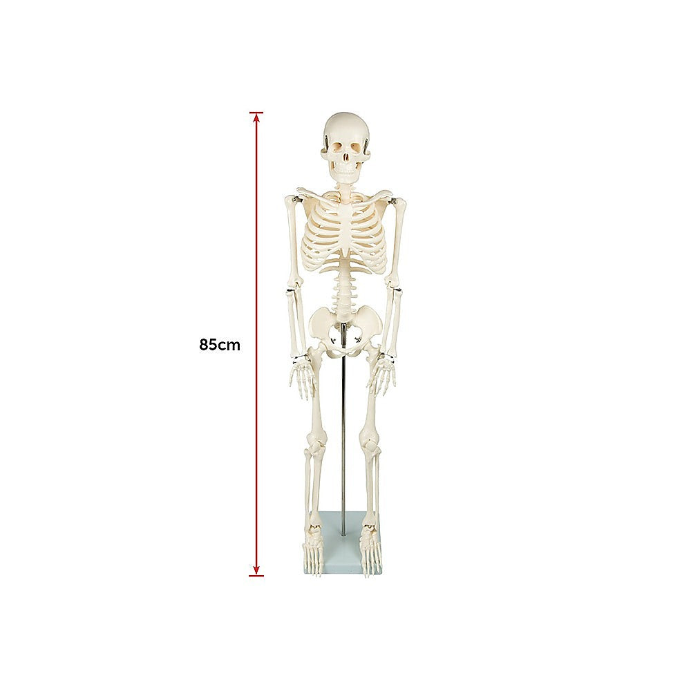 Anatomical 85cm Tall Human Skeleton with Flexible Spine Model - Medical Anatomy - image8