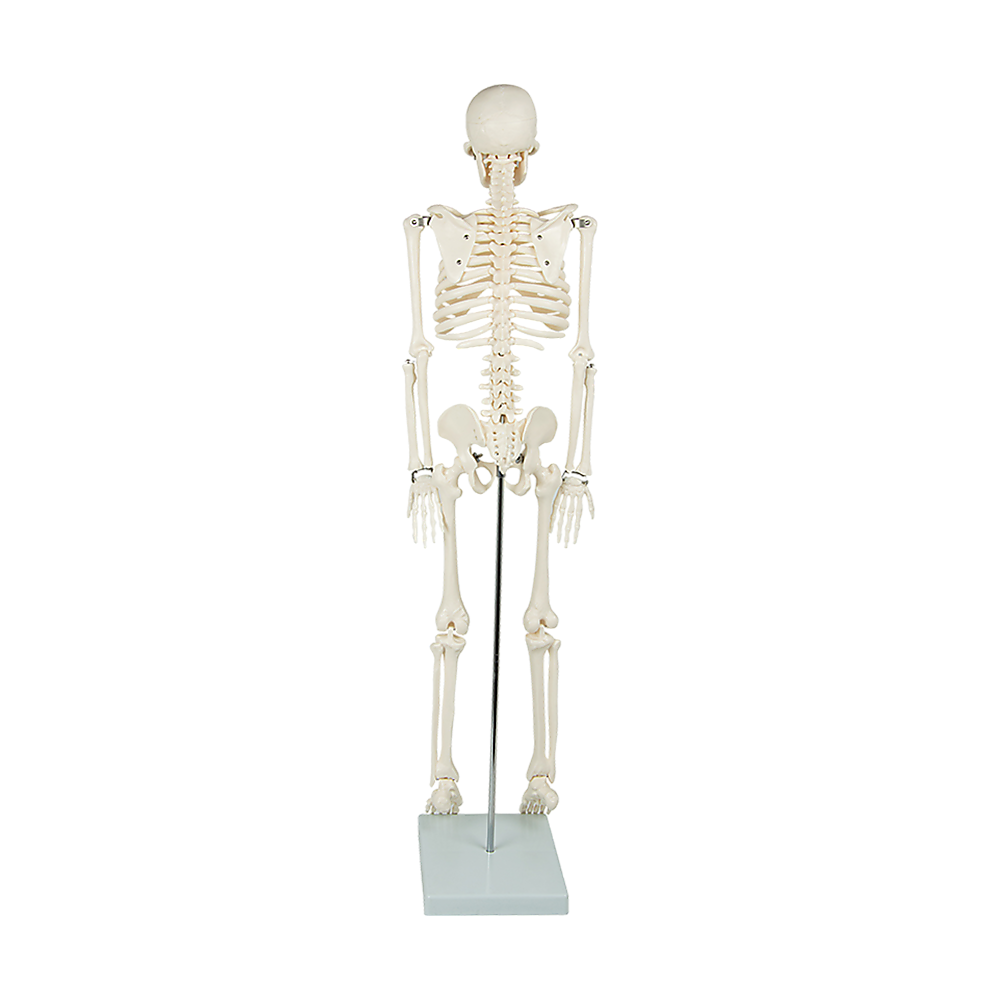 Anatomical 85cm Tall Human Skeleton with Flexible Spine Model - Medical Anatomy - image7