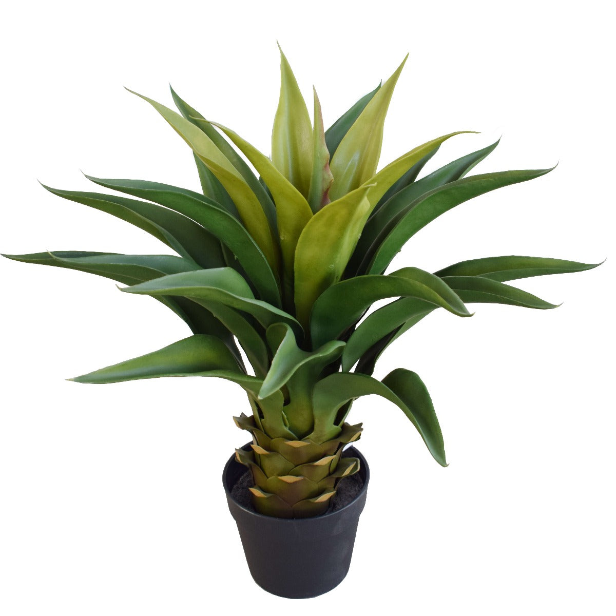 Agave 60cm Plant - image1