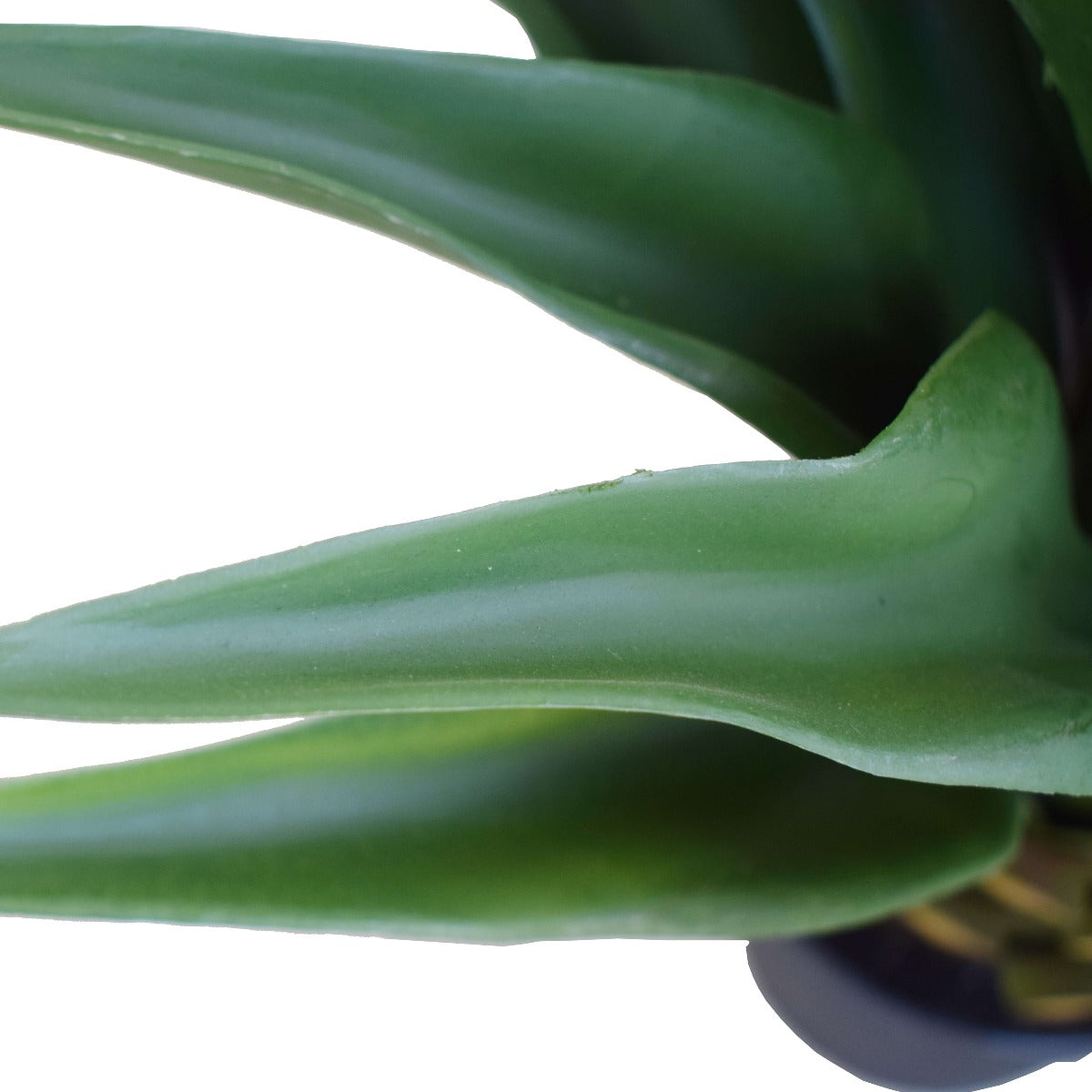 Agave 60cm Plant - image2