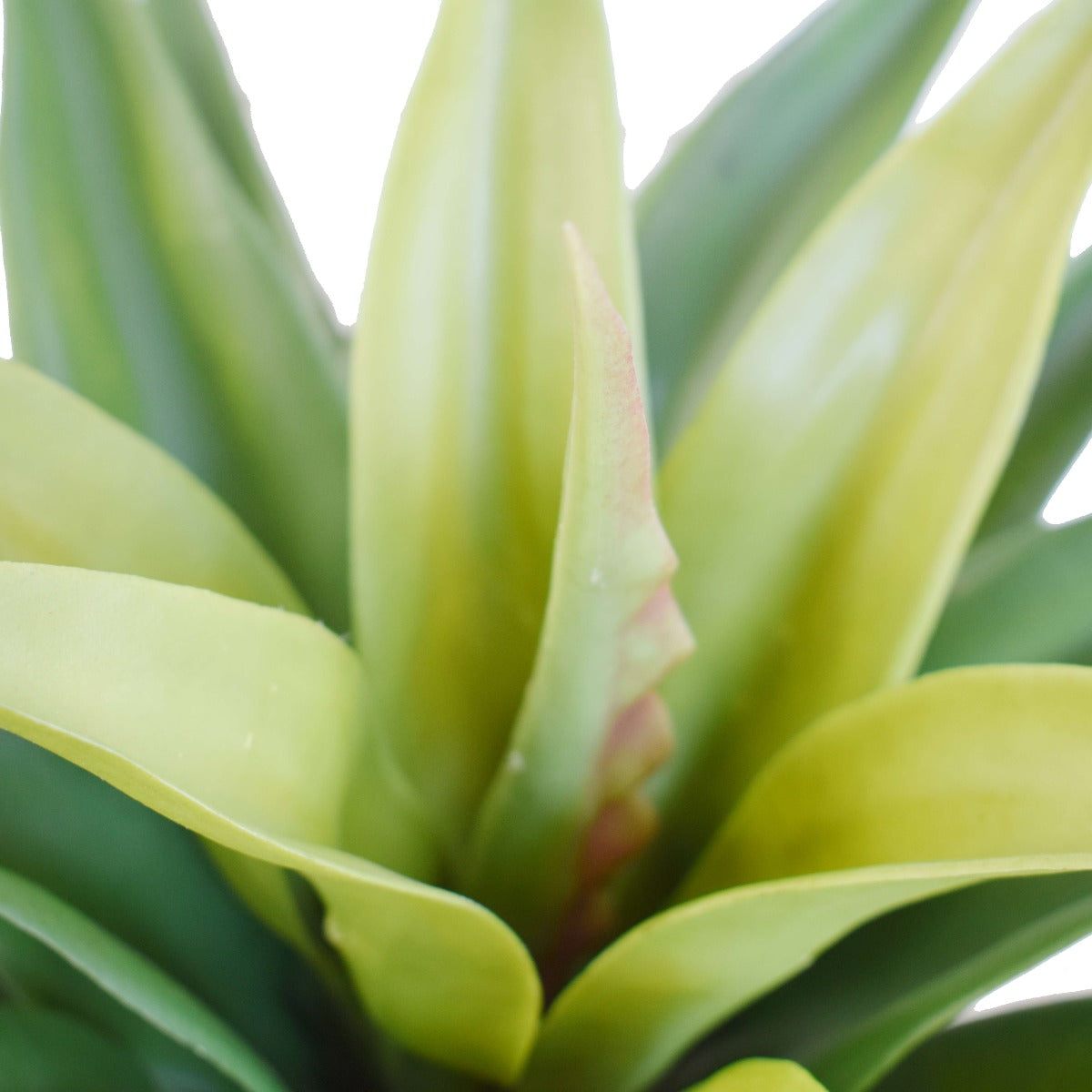 Agave 60cm Plant - image3