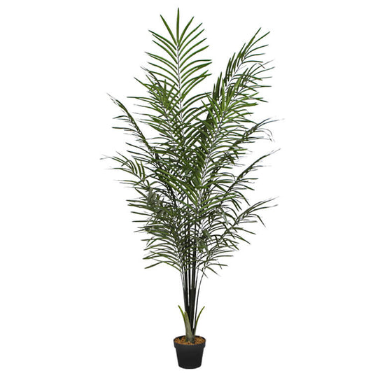 Areca Palm Black Trunks 190 cm - image1