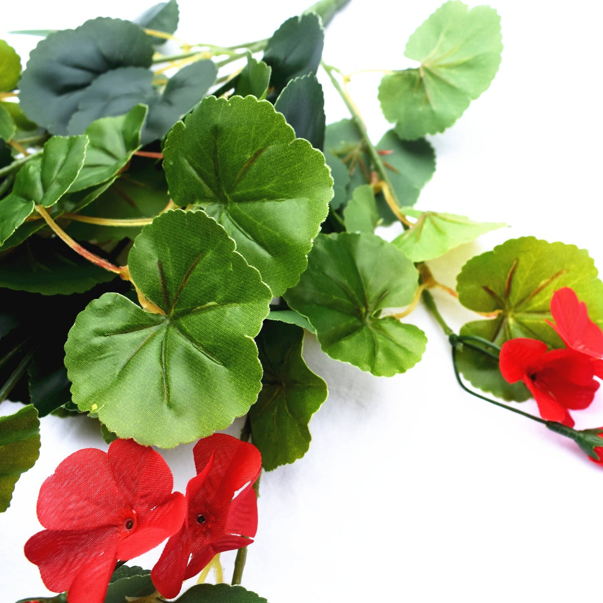 Geranium Hanging Bush with Red Flowers 60cm - image3