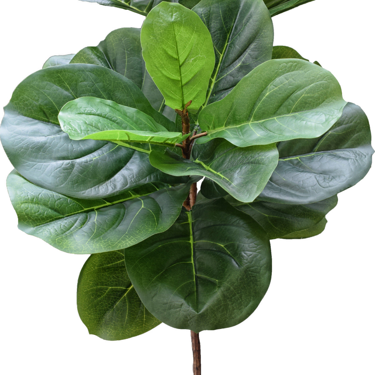 Tall Fiddle Leaf Fig 170cm - image2