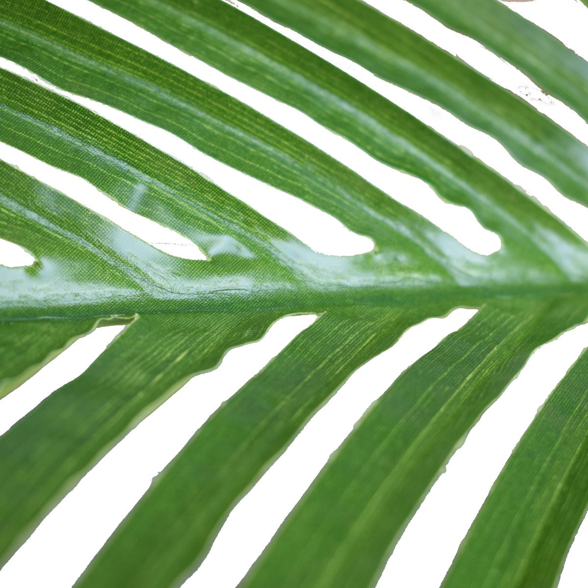 Multi Stem Hawaii Palm 190cm - image6