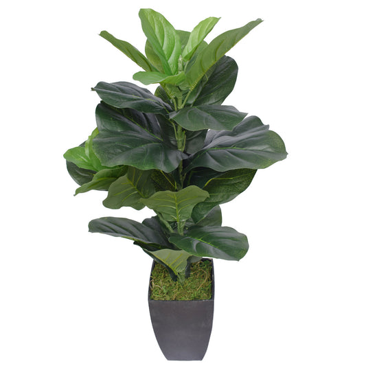 Dense Fiddle Leaf Fig Tree 70cm - image1