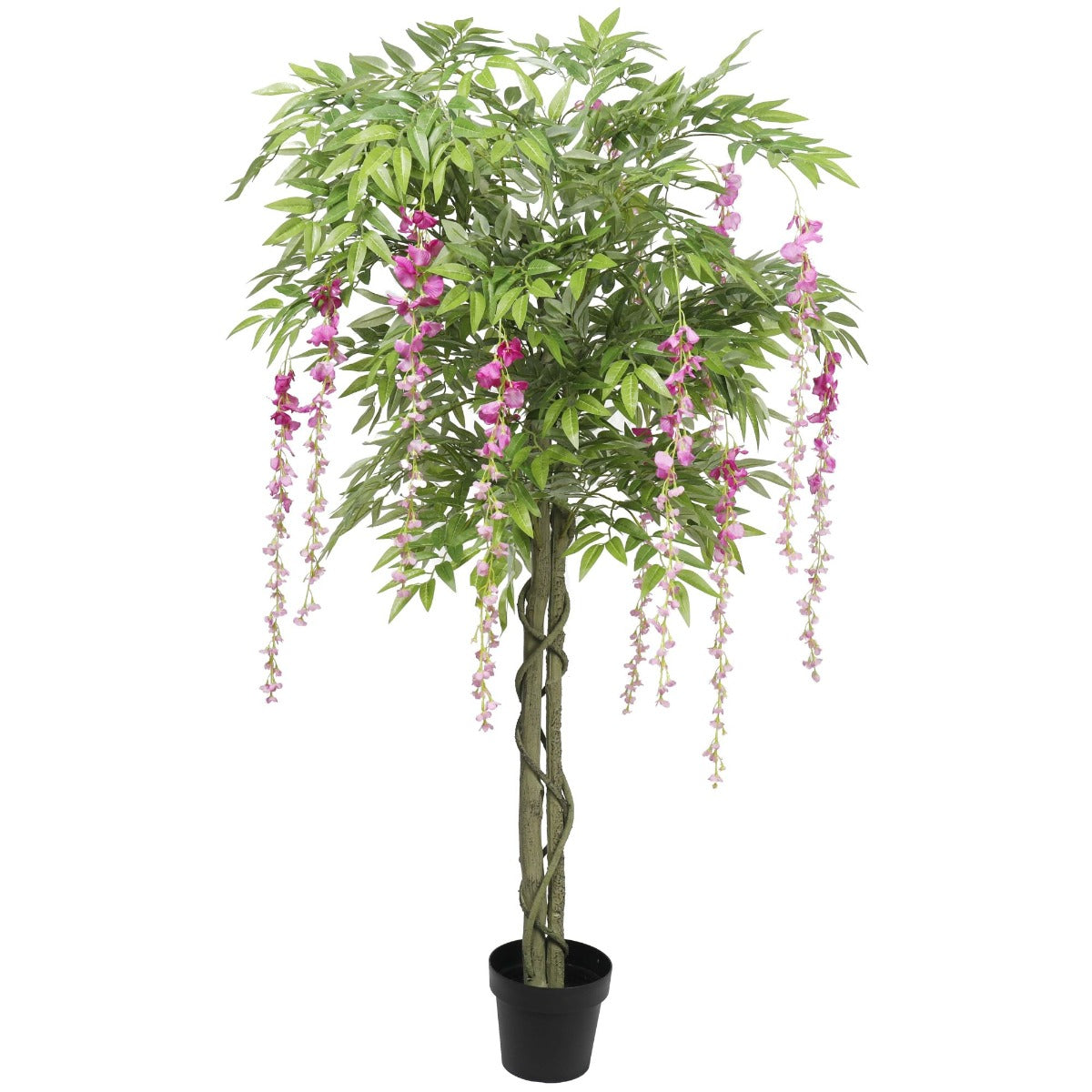 Pink Flowering Wisteria 180cm - image1