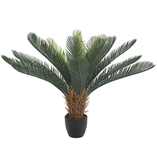 Cyac (Cycad) Plant 60cm - image1