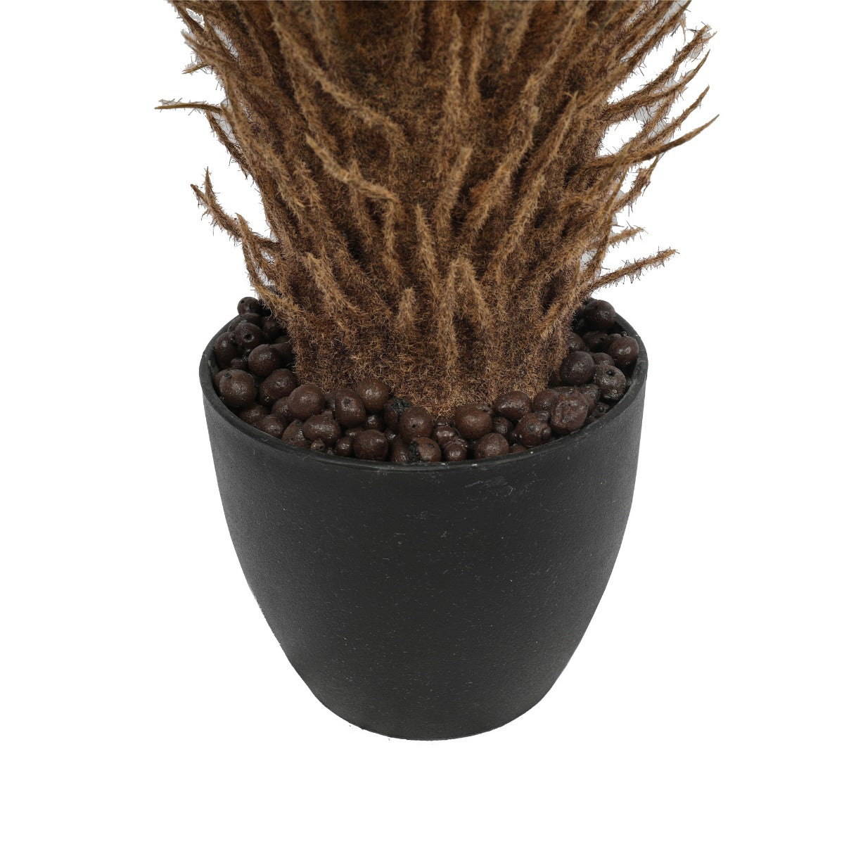 Cyac (Cycad) Plant 60cm - image3