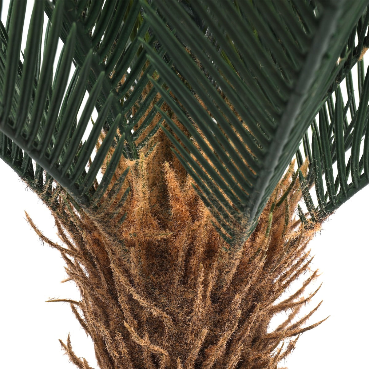 Cyac (Cycad) Plant 60cm - image4