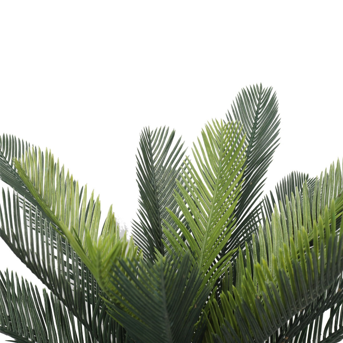 Cyac (Cycad) Plant 60cm - image5