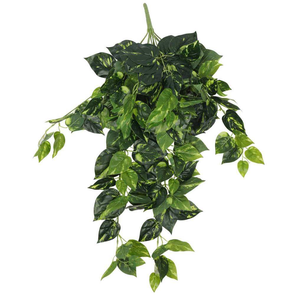 Philodendron Hanging Bush 73cm - image1