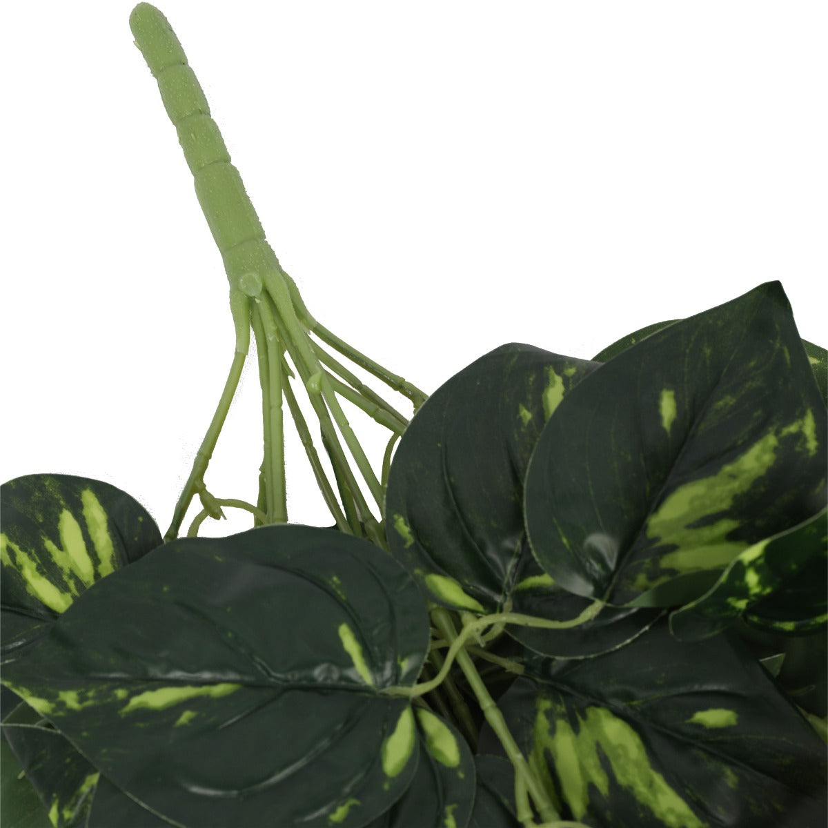 Heart Leaf Philodendron Hanging Creeper Bush 73cm - image4