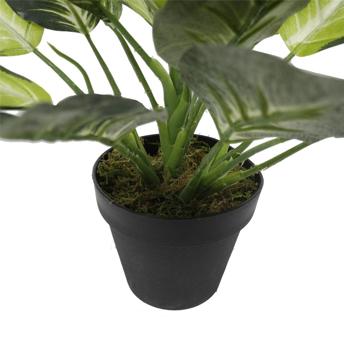 Leopard Lily (Dieffenbachia) with Pot 40cm - image2