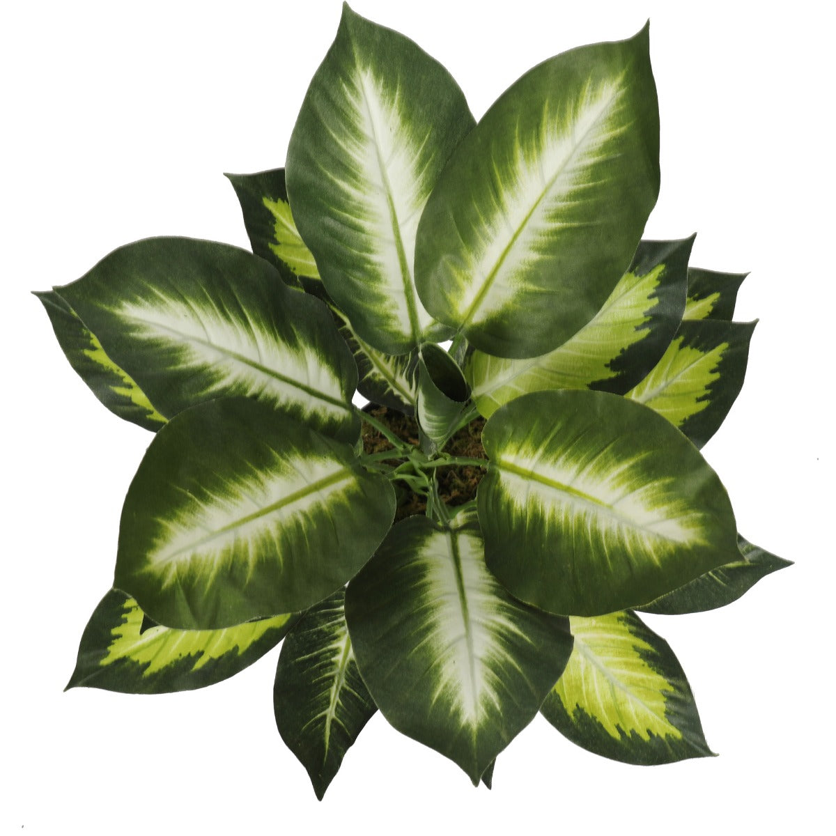 Leopard Lily (Dieffenbachia) with Pot 40cm - image3