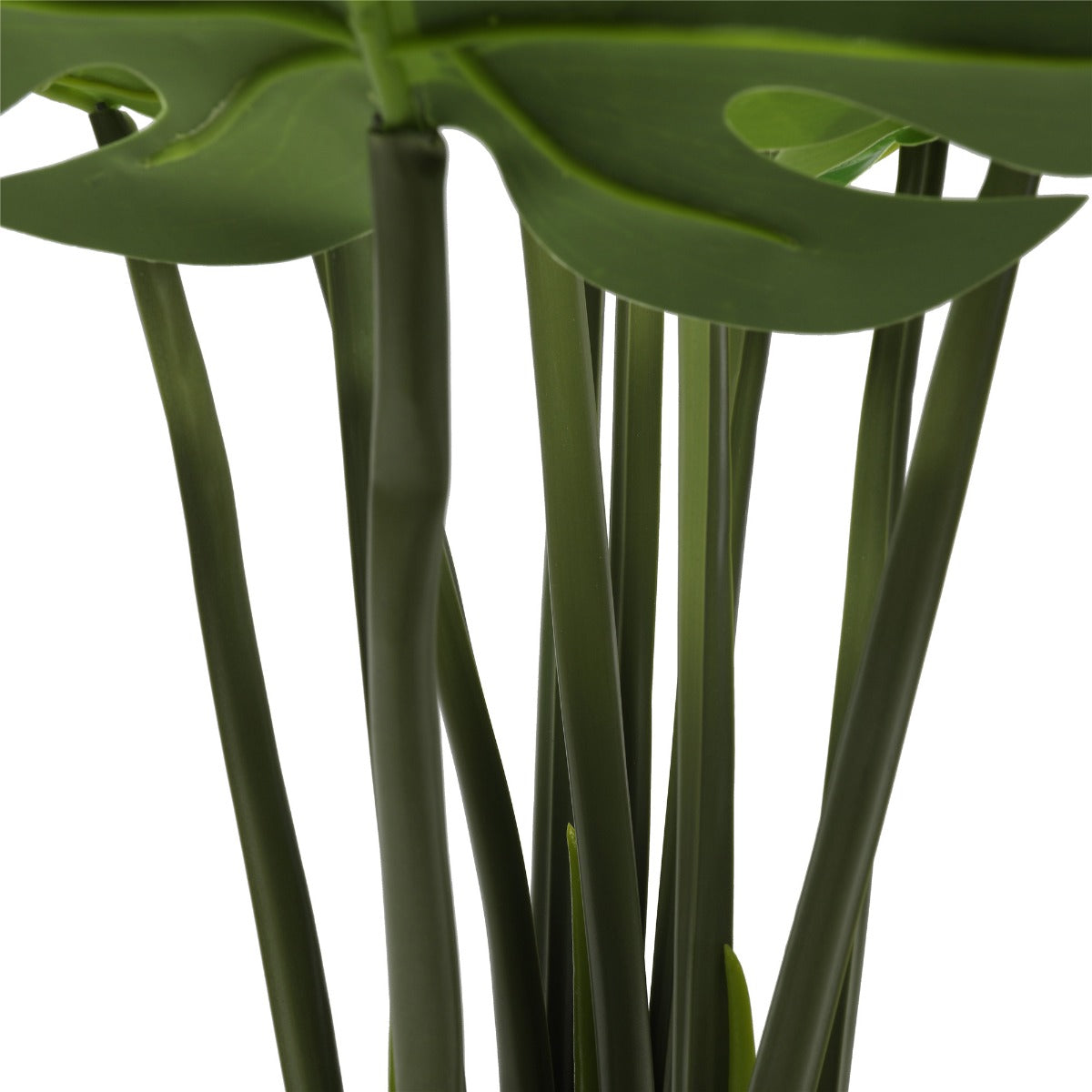 Split Philodendron (Split Leaf) 120cm - image5