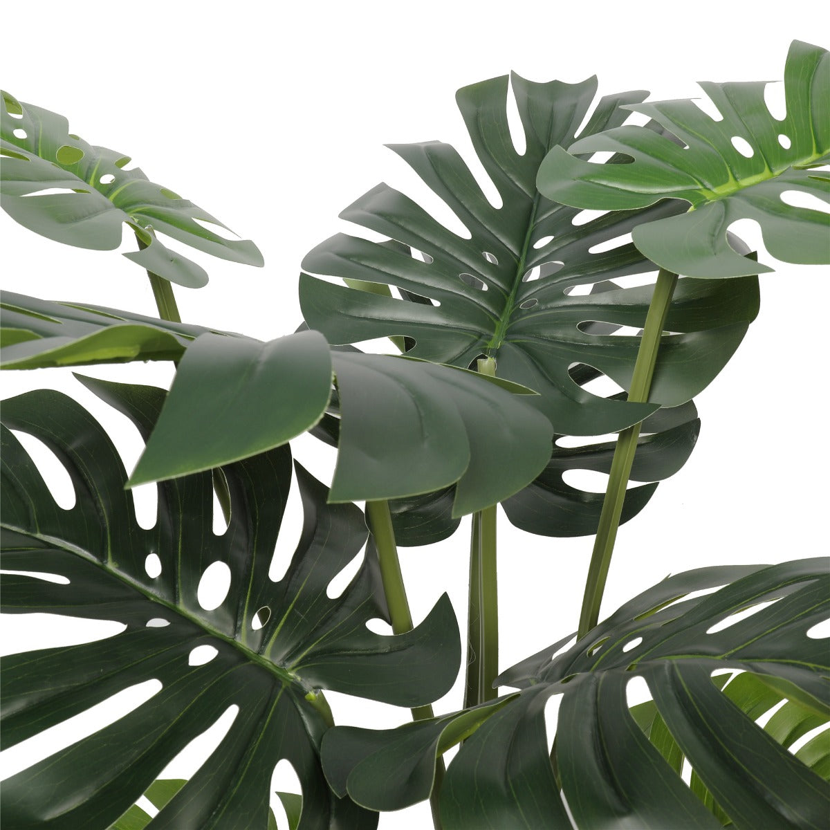 Split Philodendron (Split Leaf) 120cm - image3