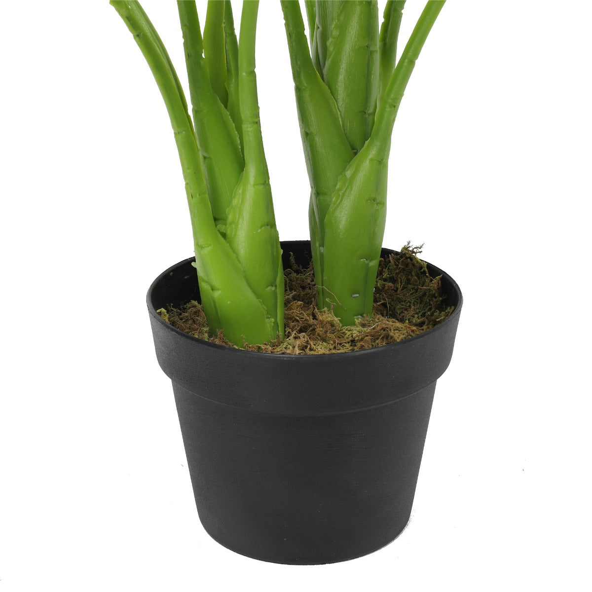 Potted Taro Plant / Elephant Ear 70cm - image3