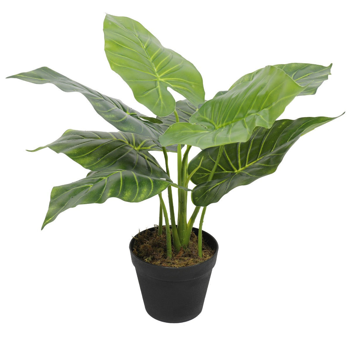 Potted Taro Plant / Elephant Ear 55cm - image1