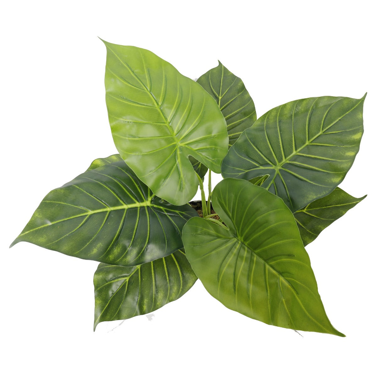 Potted Taro Plant / Elephant Ear 55cm - image5