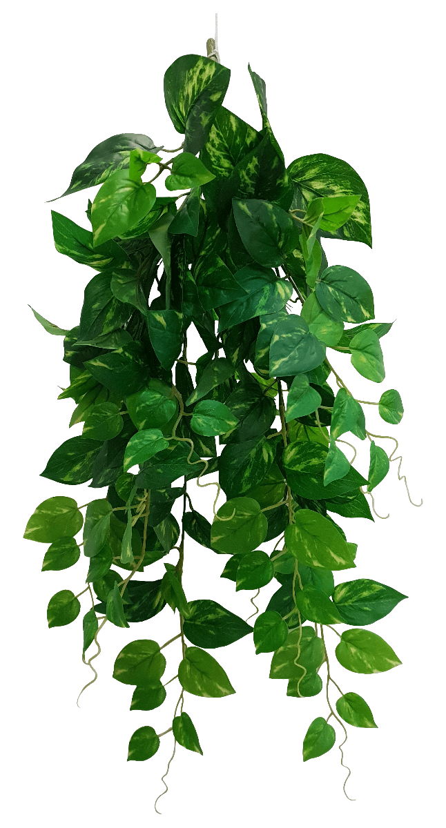 Heart Leaf Philodendron Hanging Creeper Bush 73cm - image1