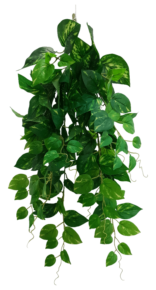 Heart Leaf Philodendron Hanging Creeper Bush 73cm - image1