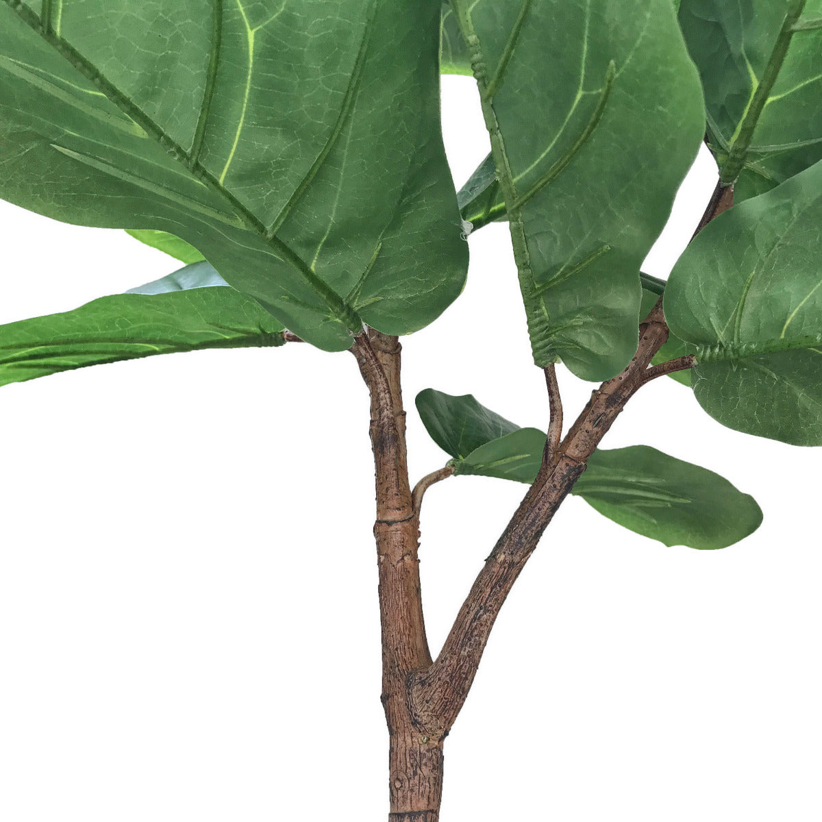 Tall Fiddle Leaf Fig 170cm - image10