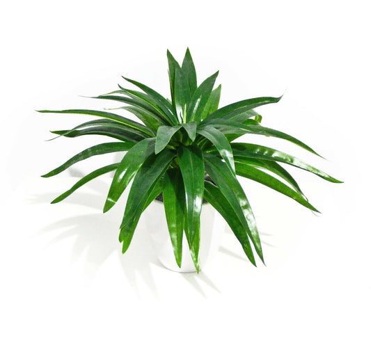 Aloe Vera Stem 30cm - image1