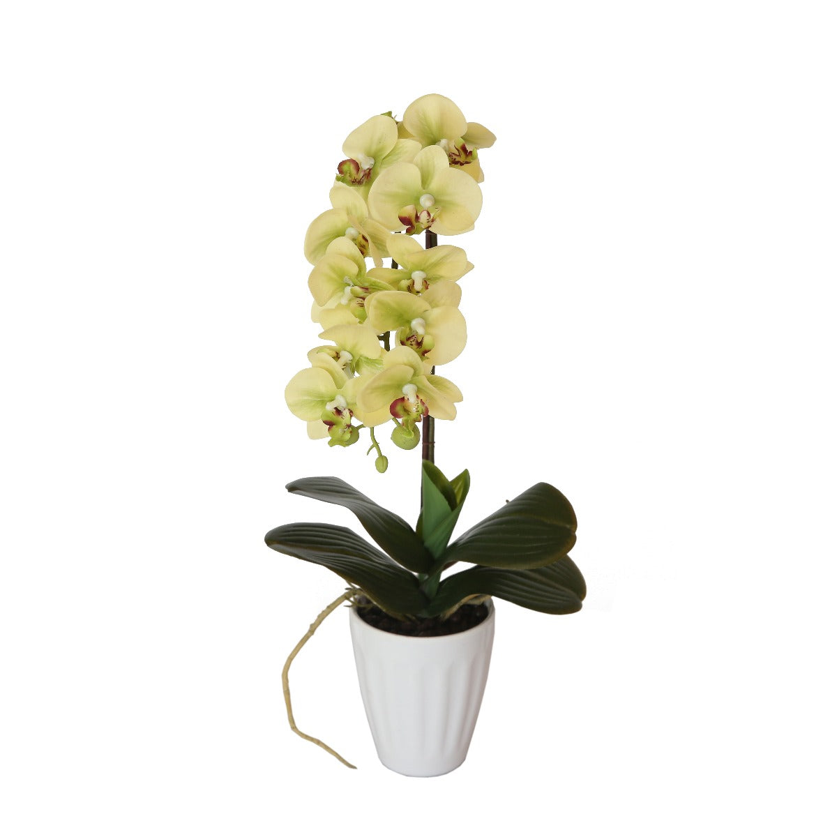 40cm Butterfly Orchid- Cream - image2