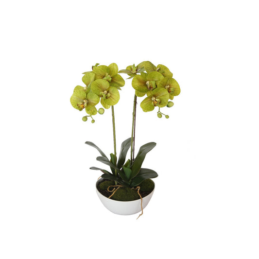 50cm Dual Butterfly Orchid - Cream - image1