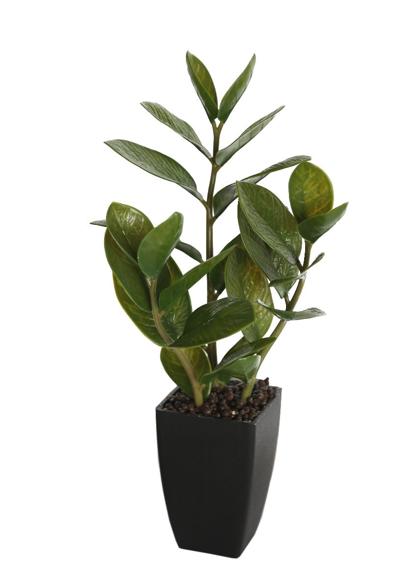 46cm Potted Zanzibar - image1