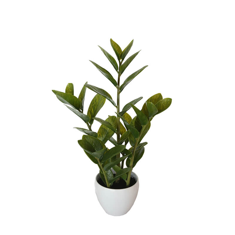 60cm Potted Zanzibar - image2