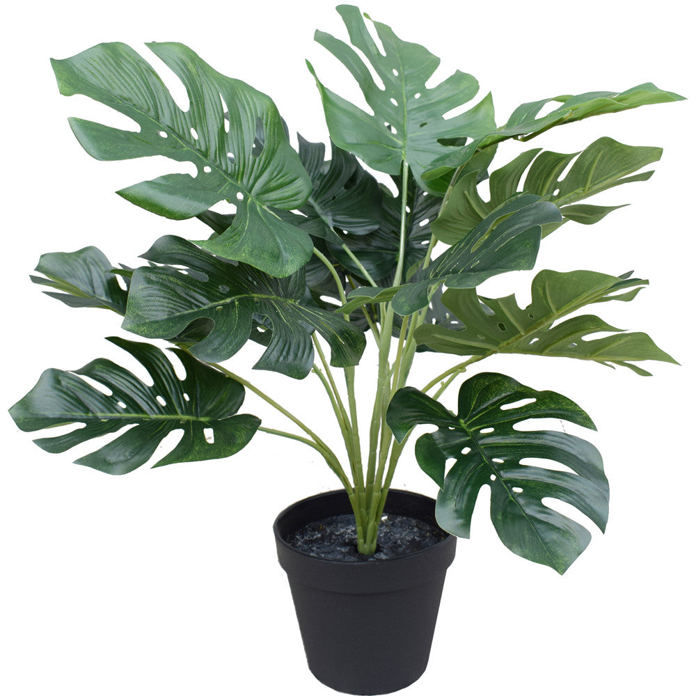 Potted Split Philodendron (Monstera) 40 cm - image1