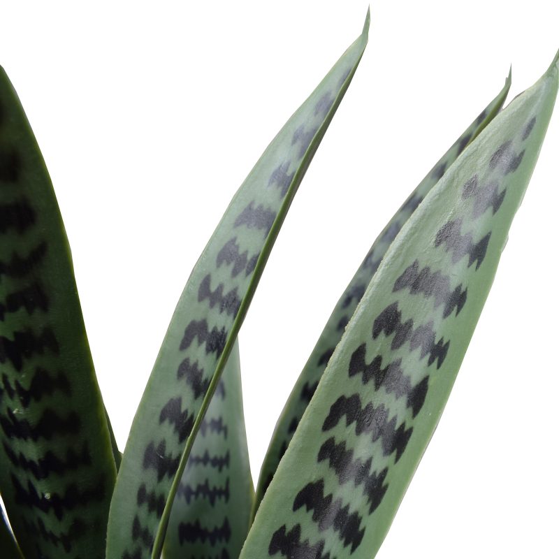 Snake Plant UV Resistant 60cm - image3