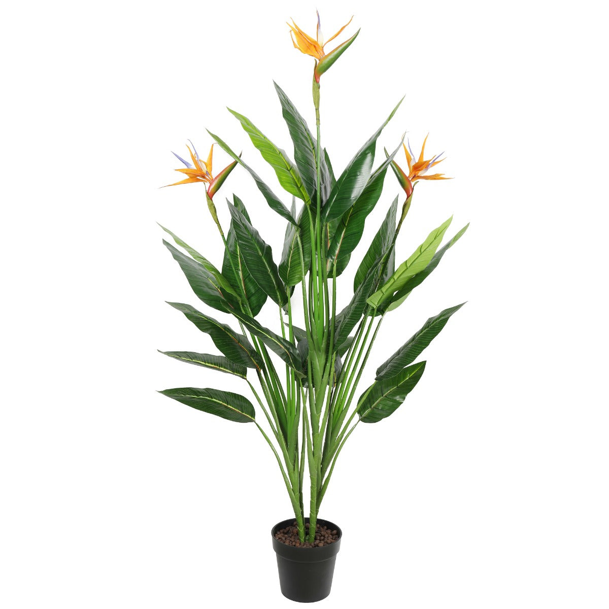 Potted 150cm Bird of Paradise Plant - image1