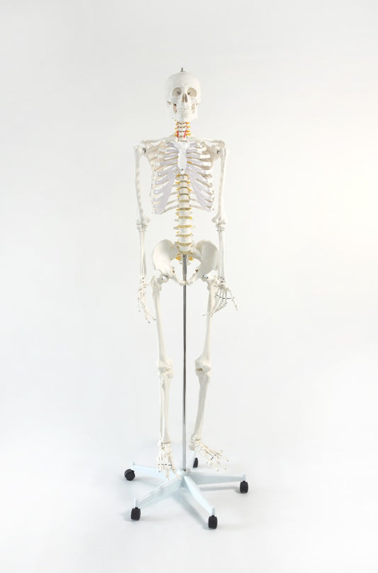 Human Skeleton Anatomical Model 180cm - image1